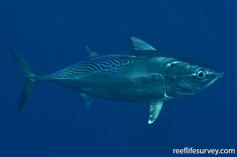 A Type Of Marine Fish (euthynnus Yaito) Known As Bonito in Tagalog.
